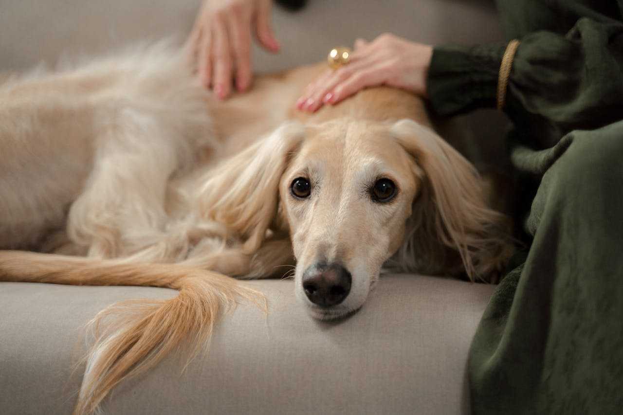 services-01 A greyhound dog relaxing on a couch with its owner gently stroking it indoors.